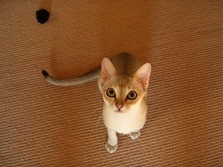 mimito
